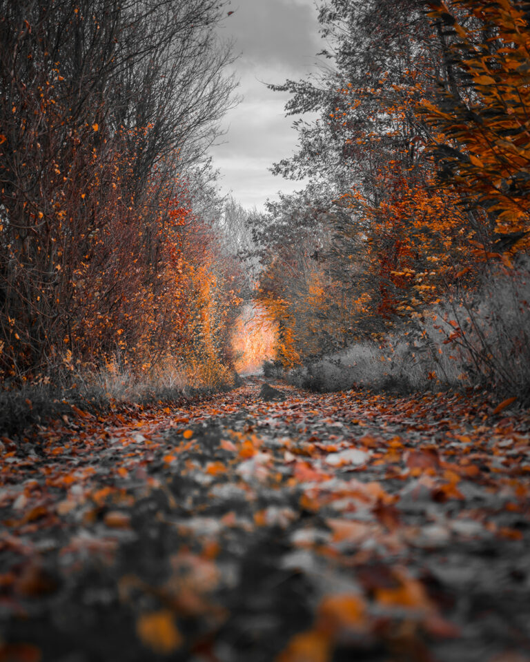 Automne 2018